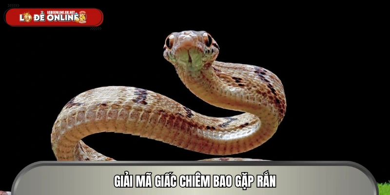 Những điều cần biết về mơ thấy rắn 