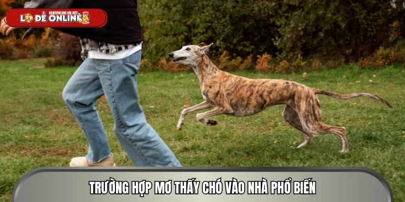 Trường hợp chiêm bao cún vào nhà phổ biến