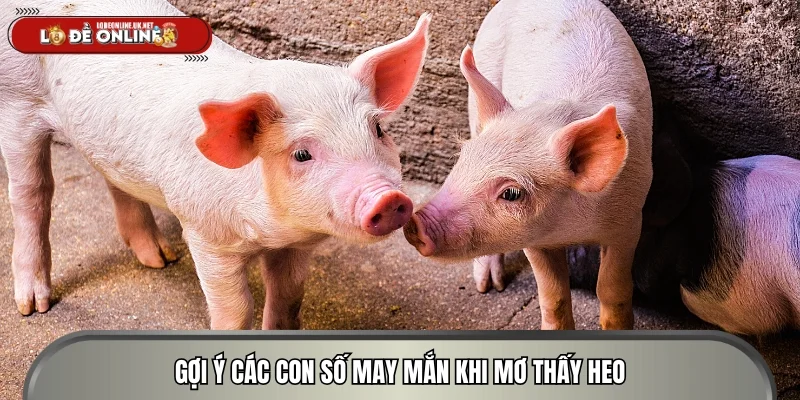Gợi ý các con số may mắn khi mơ thấy heo