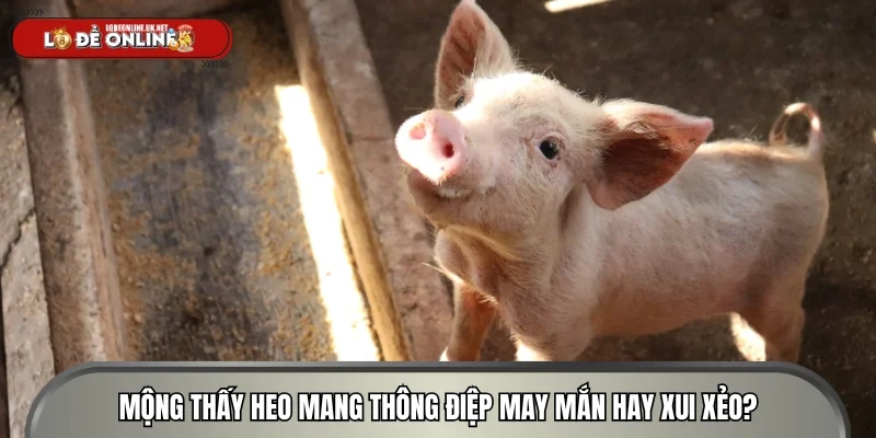 Mộng thấy heo mang thông điệp may mắn hay xui xẻo?